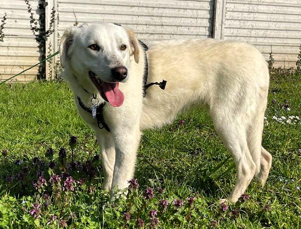 Alice Deliziosa Cagnolina
